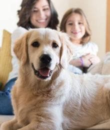 Holistic Veterinary Care 101: Why More Pet Owners Are Choosing Natural Pet Care Approaches