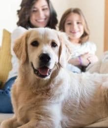 Holistic Veterinary Care 101: Why More Pet Owners Are Choosing Natural Pet Care Approaches