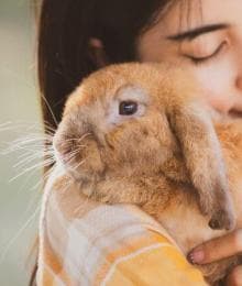 Hop Into Rabbit Care: A Comprehensive Guide for Bunny Owners