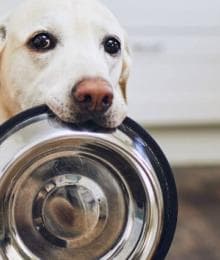 How Do I Choose a Diet for My Dog? Top Tips for Avoiding Information Overload