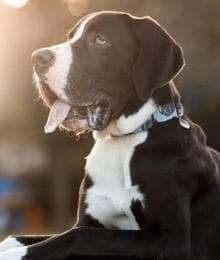 How Laparoscopic Gastropexy Prevents Bloat: What Every Dog Owner Should Know