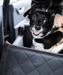 Buckle Up! How to Practice Good Car Safety for Pets