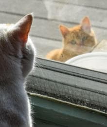 Indoor vs. Outdoor Cats: Health Risks and Benefits