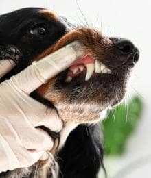 Inside the Canine Tooth: Exploring Endodontic Care for Dogs