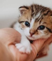 Kitten Development & Growth Milestones: What to Expect in Your Cat&rsquo;s First Few Weeks of Life