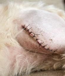 Medial Patellar Luxation: A Vet's Guide to Understanding MPL in Dogs