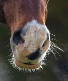My Horse Has a Snotty Nose! What Now?