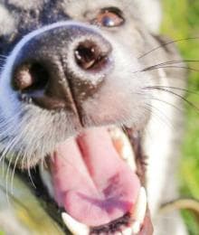 Navigating Canine Allergies in Spring: A Doctor’s Take