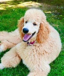 OFA Testing & Certification for Dogs: How It Leads to Healthier Dogs and Better Breeding