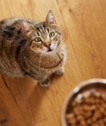 Optimizing Feline Health with Every Bite: A Doctor&rsquo;s Discussion on the Nutritional Needs Through a Cat's Life