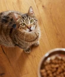 Optimizing Feline Health with Every Bite: A Doctor’s Discussion on the Nutritional Needs Through a Cat's Life