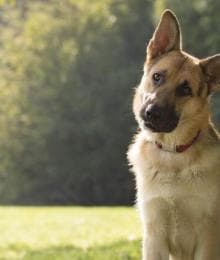 Osteosarcoma in Dogs: Signs, Treatment, and What Owners Need to Know