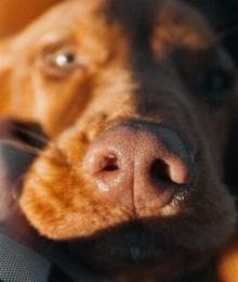 Palliative and Hospice Care for Pets: Compassionate End-of-Life Care for Dogs and Cats