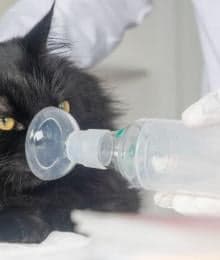 Paws and Breathe: Recognizing and Treating Feline Asthma