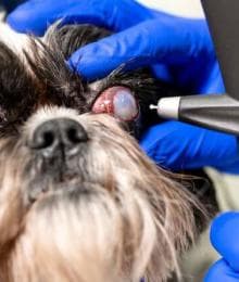 Pet Eye Health: Everything You Need to Know About Common Dog & Cat Eye Disorders &mdash; Part I
