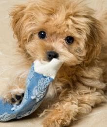 Puppy Blues Are A Real Thing. Here&rsquo;s How to Handle Them.