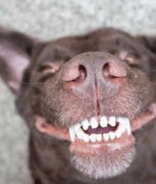 Pet Dental Month: Tips For Caring For Your Dog's Teeth at Home