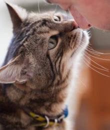 Senior Cat Care: Promoting Wellness at Every Age