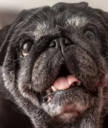 Senior Dog Care: How to Keep Your Aging Dog Healthy and Happy