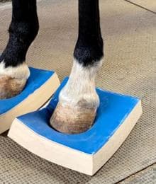 The Power of SURE FOOT&reg; Stability Pads and Vitafloor&reg; Vibration Therapy in Equine Care