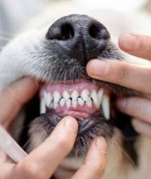 The Ultimate Dog Dental Guide: Nurturing Your Canine's Canines