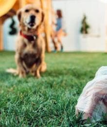 The Ultimate Guide to What Your Dog's Poop is Telling You