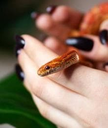 Top 5 Beginner-Friendly Pet Snakes (According to Vets)
