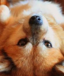 Pet Obesity Prevention: Top 7 Tips for Helping Overweight Pets