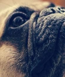 Uncovering Brachycephalic Obstructive Airway Syndrome in Dogs
