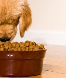 Understanding Your Dog&rsquo;s Nutritional Needs for Different Life Stages