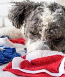 Using Nutrition For Canine Enrichment