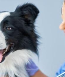 Vaccinology 101: Understanding the Reasoning Behind Your Veterinarian&rsquo;s Recommendations for Dog Vaccinations