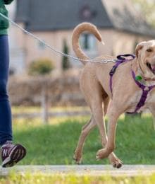 Walks Are More Than Just for Wags: The 5 Benefits of Walking Your Dog