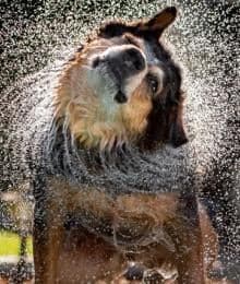 Why Water Isn’t Always the Cause of Your Dog’s Swimmer’s Ear