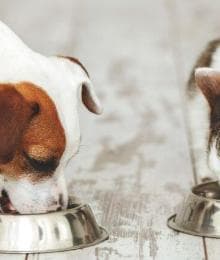 Weight Management and Nutrition in Pets: A Balanced Approach