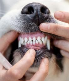 What Is a COHAT? So Much More Than a Standard Pet Teeth Cleaning
