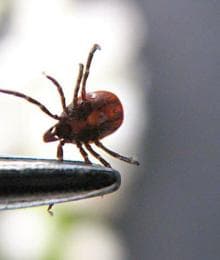What Pet Owners Need to Know About Tick-Borne Diseases & Tick Prevention