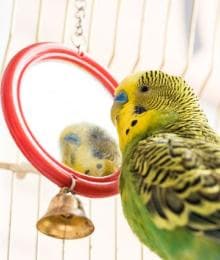 What You Need to Be Prepared for As a Bird Owner