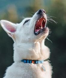 Protecting Your Pup: What You Need to Know About Canine Influenza Virus (CIV)