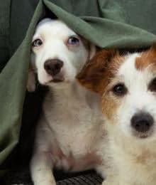 Why Are Dogs Scared of Thunder? Dog Thunderstorm Anxiety and Phobia Explained