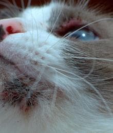 Why Does My Cat Have Chin Acne? Causes and Solutions for Feline Breakouts