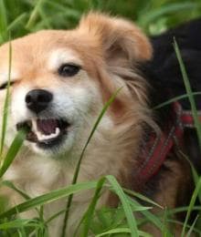 Why Does My Dog Eat Grass? The Surprising Truth