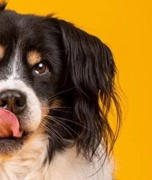 Why Does My Dog Lick So Much? Decoding Dog Licking Behaviors