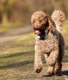 Why Miniature Poodles Remain a Top Choice for a Canine Companion Despite These 3 Health Issues