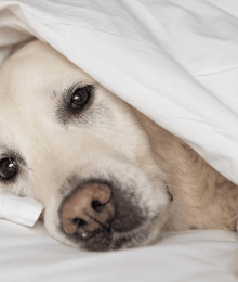 Help! My Dog Was Diagnosed With Canine Lymphoma, Now What?