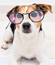 Help Your Pet With &ldquo;The Back to School Blues&rdquo;