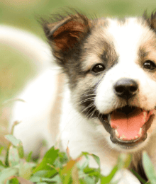Frequently Asked Questions About Puppy Behavior and Training, Answered by a Veterinarian