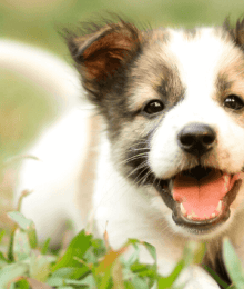 Frequently Asked Questions About Puppy Behavior and Training, Answered by a Veterinarian