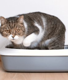Feline Urinary Obstructions