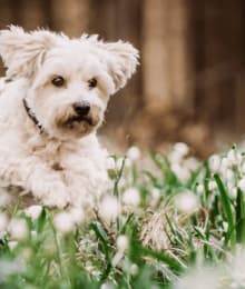 First Day of Spring - Spring Toxins My Dog Needs to Avoid